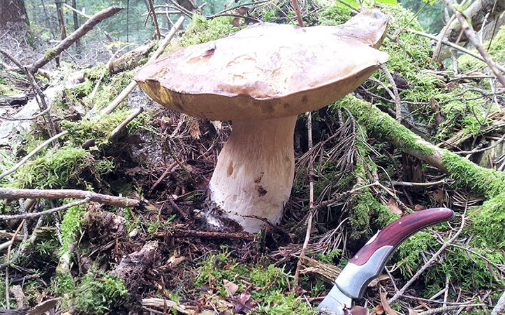 Le camping en Auvergne les Murmures du Lignon est une halte privilégiée pour les marcheurs et pèlerins