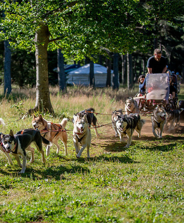 Le cani-rando pour explorer la nature autrement aux alentours du camping Les Murmures du Lignon à Tence