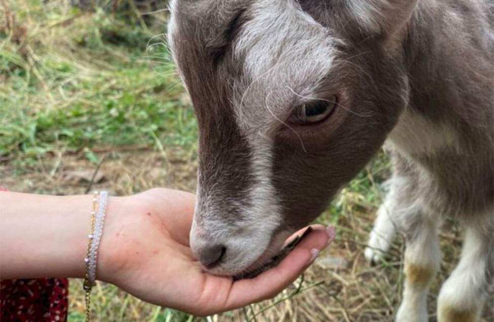 Découverte de la Mini-Ferme du camping Les Murmures du Lignon à Tence en Auvergne