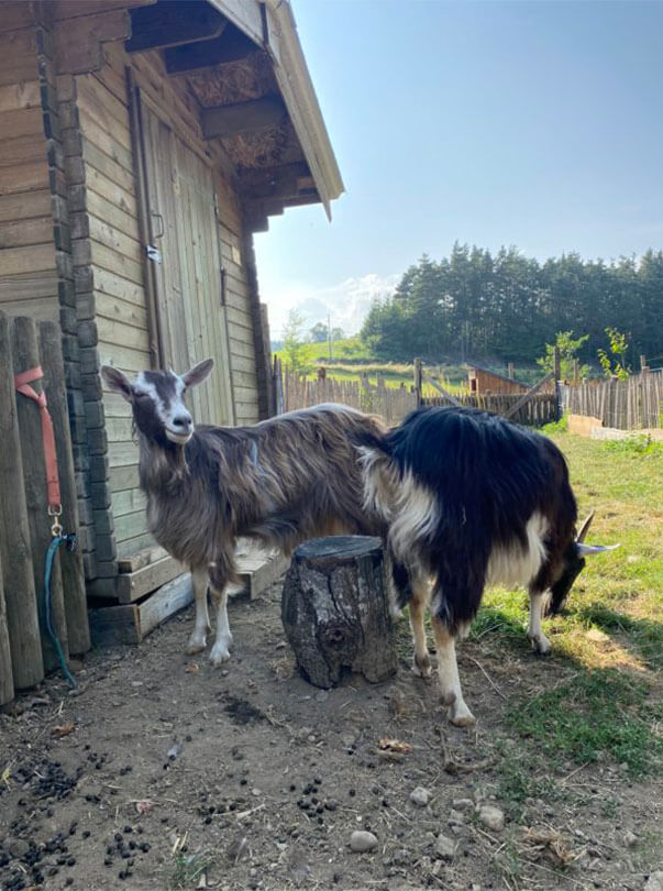 Chèvres et plus de 40 animaux adorables à découvrir, à la Mini-Ferme du camping en Auvergne les Murmures du Lignon