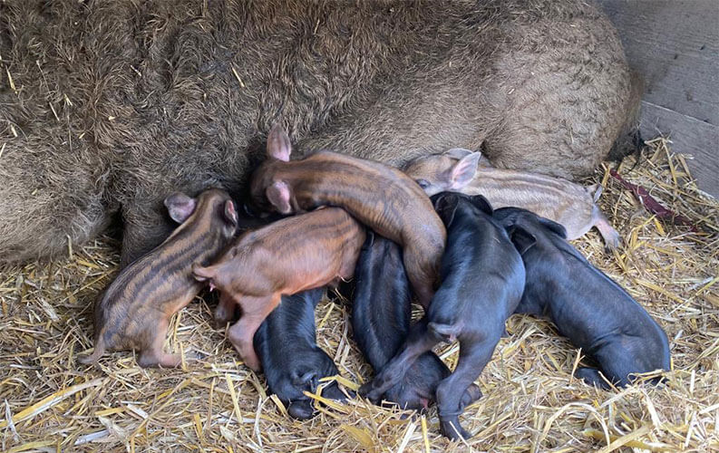 Cochons à la Mini-Ferme du camping en Auvergne les Murmures du Lignon