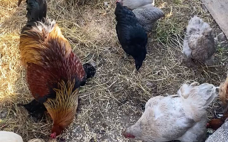 Chaque jour à 18 heures : l’instant tant attendu à la Mini-Ferme du camping en Auvergne les Murmures du Lignon